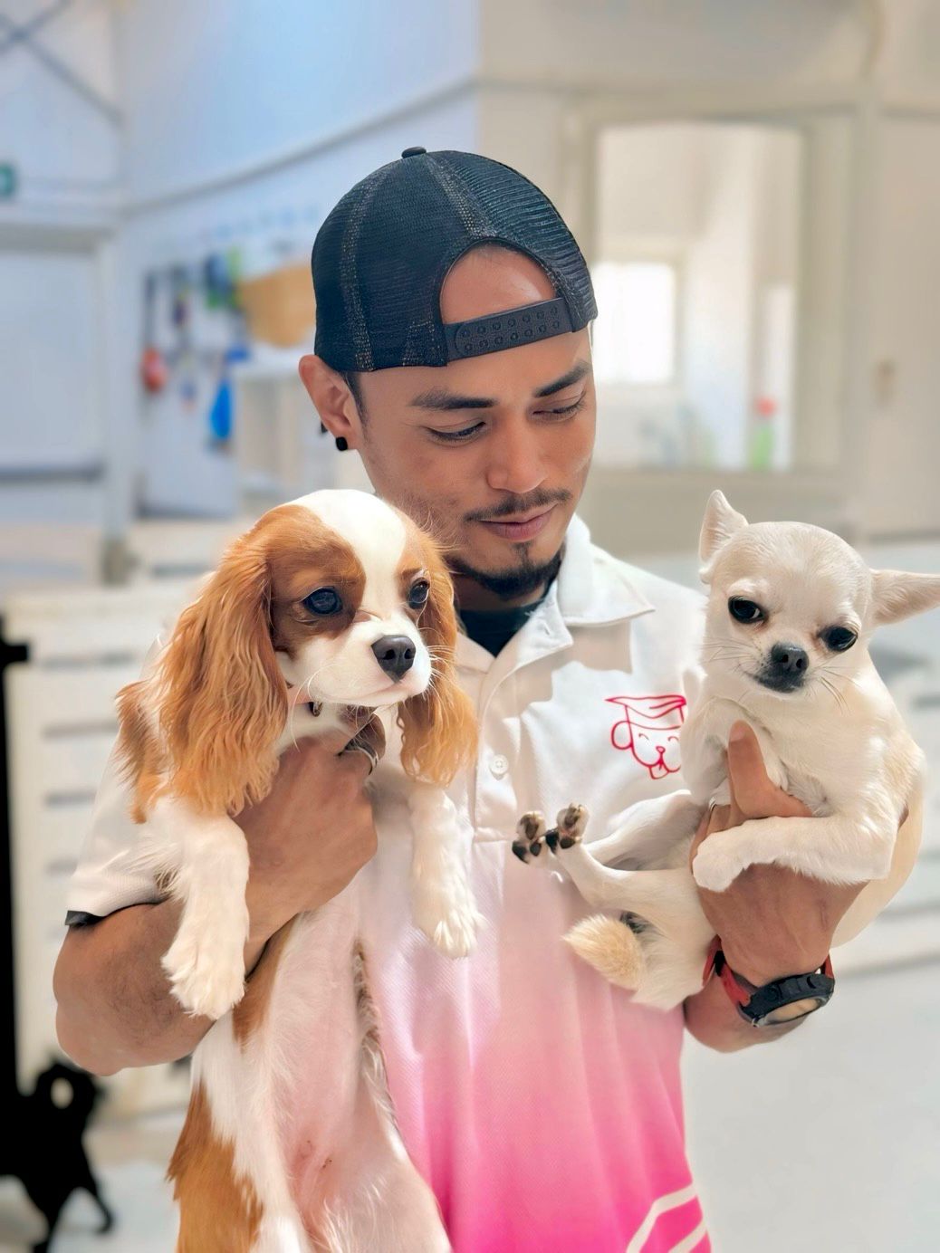 Safe puppy bus transportation in Dubai and Abu Dhabi