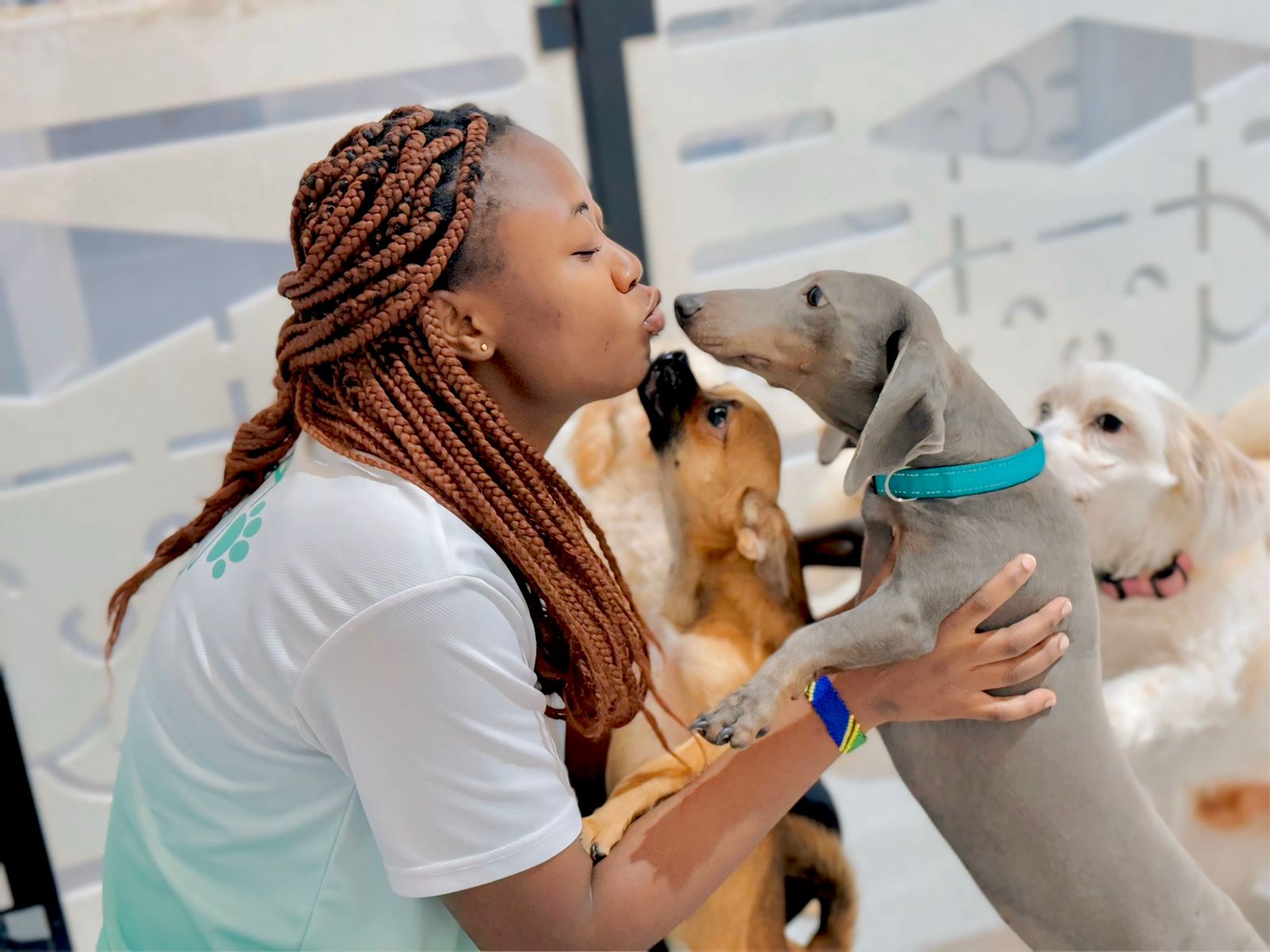 Convenient Puppy Bus pickup and drop-off in Dubai and Abu Dhabi